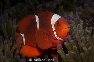 Anemonefish by Volker Lonz 